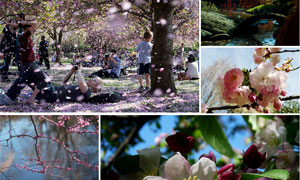 A collage of cherry images