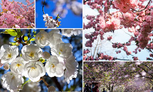 A collage of cherry images