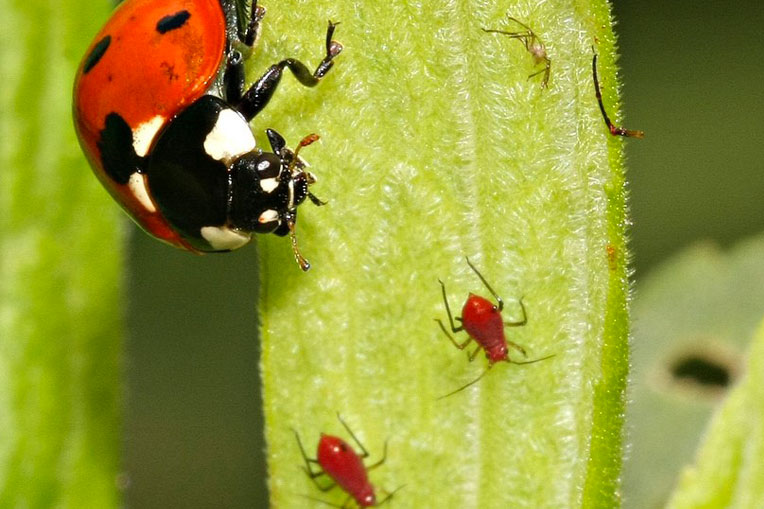Nature's Pest Control 