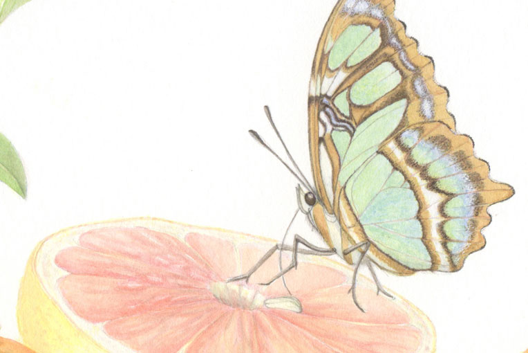 Butterflies in Colored Pencil 