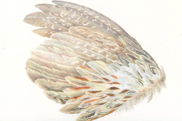 Drawing Bird's Wings and Feathers 