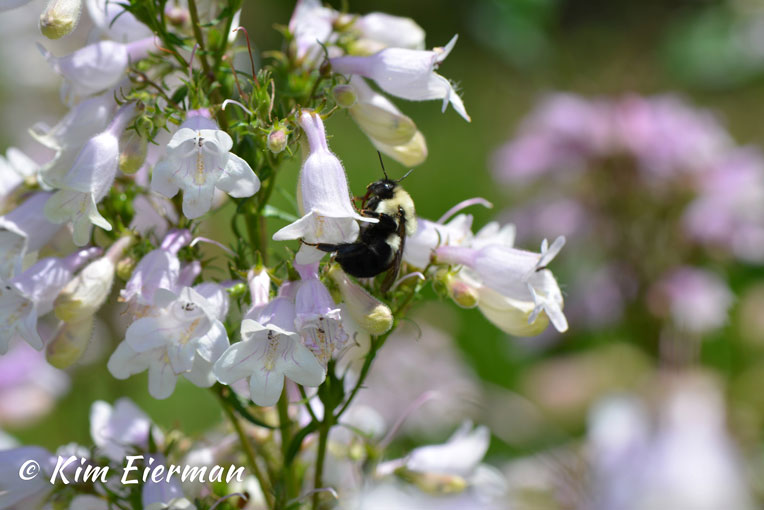 Create a Polinator Garden