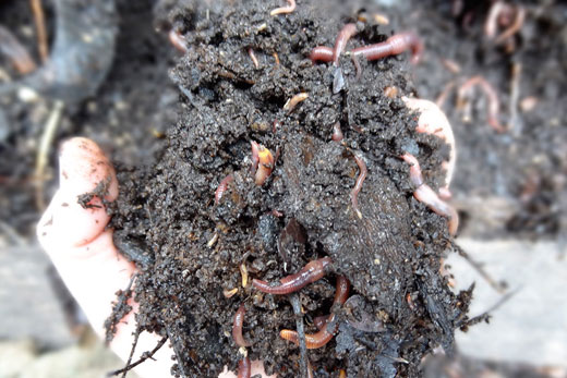 Handful of soil and worms. Photo by Krissie Nagy.