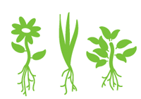 An illustration of three different types of plants, with roots shown