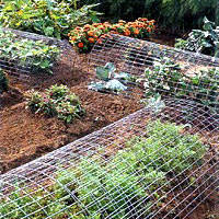Arched over tasty vegetable crops, wire fencing discourages hungry deer.