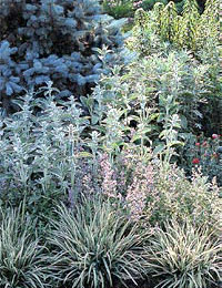Silver, gray and blue foliage.