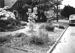The author's curbside garden