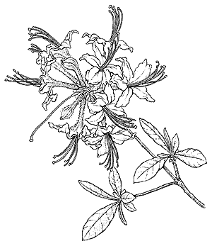 Rhododendron perclymenoides