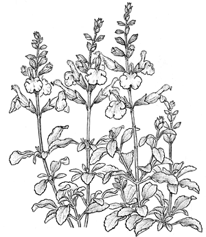 Salvia greggii 'Dark Dancer'