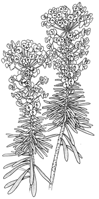 Euphobia characias ssp. wulfenii