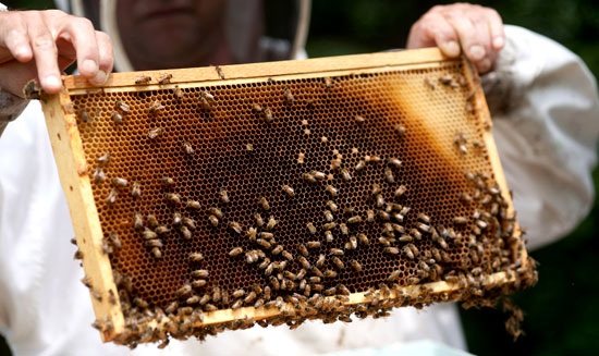 Beekeeper Charlie Brandts displays a frame from the White House honey bee hive. Photo: Lawrence Jackson (flickr.com/whitehouse).
