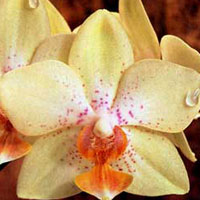Phalaenopsis Cassandra x P. Brother Nugget, an unregistered hybrid