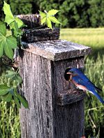 A nest box provides a post for both an Eastern Bluebird and a Virginia creeper vine.