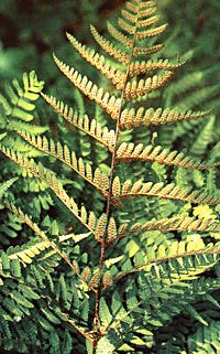 Dryopteris erythrosora, autumn fern, showing bright red sori