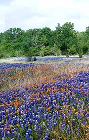 Bluebonnets and Indian paintbrush in a Texas meadow.