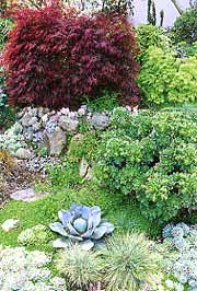 Plants with silvery, waxy, fleshy, or small leaves are usually adapted to dry soils. The agave and succulents in the Border at right require little water.