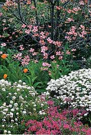 Native plant communities are arranged in layers to create a complex but seamless whole. Imitate nature by integrating shrubs, such as the flowering dogwood, above, into your perennial border