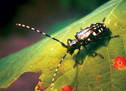 The Asian longhorned beetle.