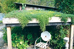 A green roof.