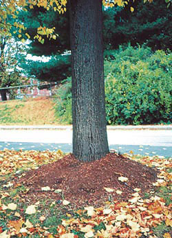 An example of volcanic mulching around a tree.