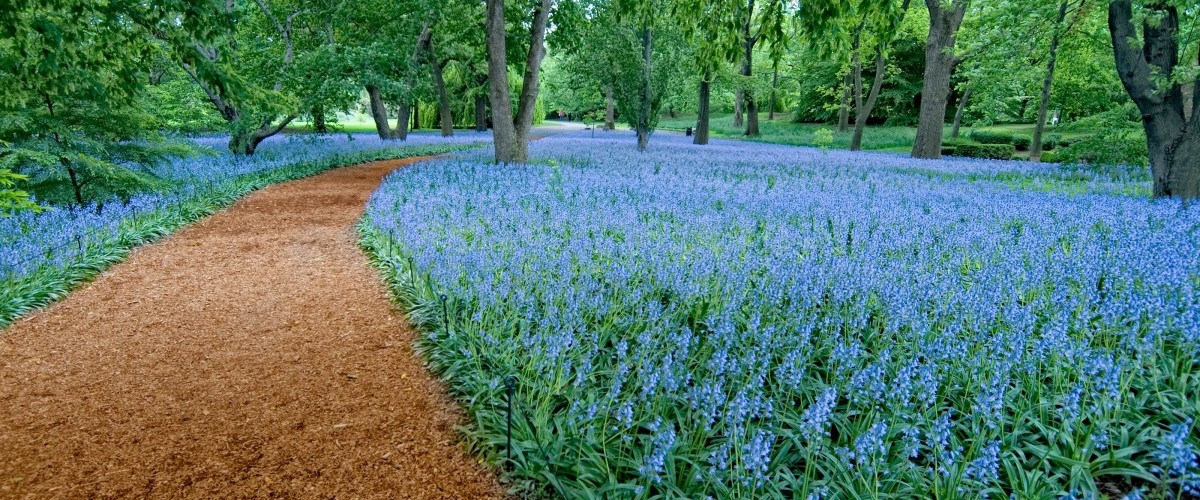 Thousands of bluebells blooming in Bluebell Wood at Brooklyn Botanic Garden.