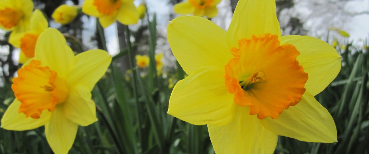 Narcissus cultivars of all kinds are in bloom on Daffodil Hill and all over the Garden.