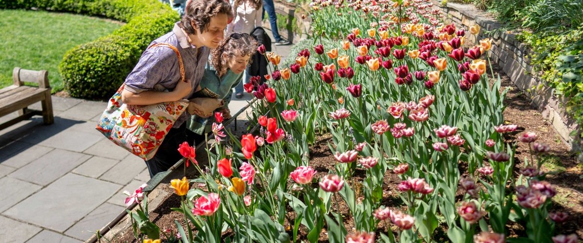 People lean in to look at a raised bed of tulips in many shapes and colors.
