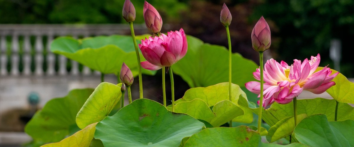 Large pink flowers with many petals bloom next to open fan-like green leaves.