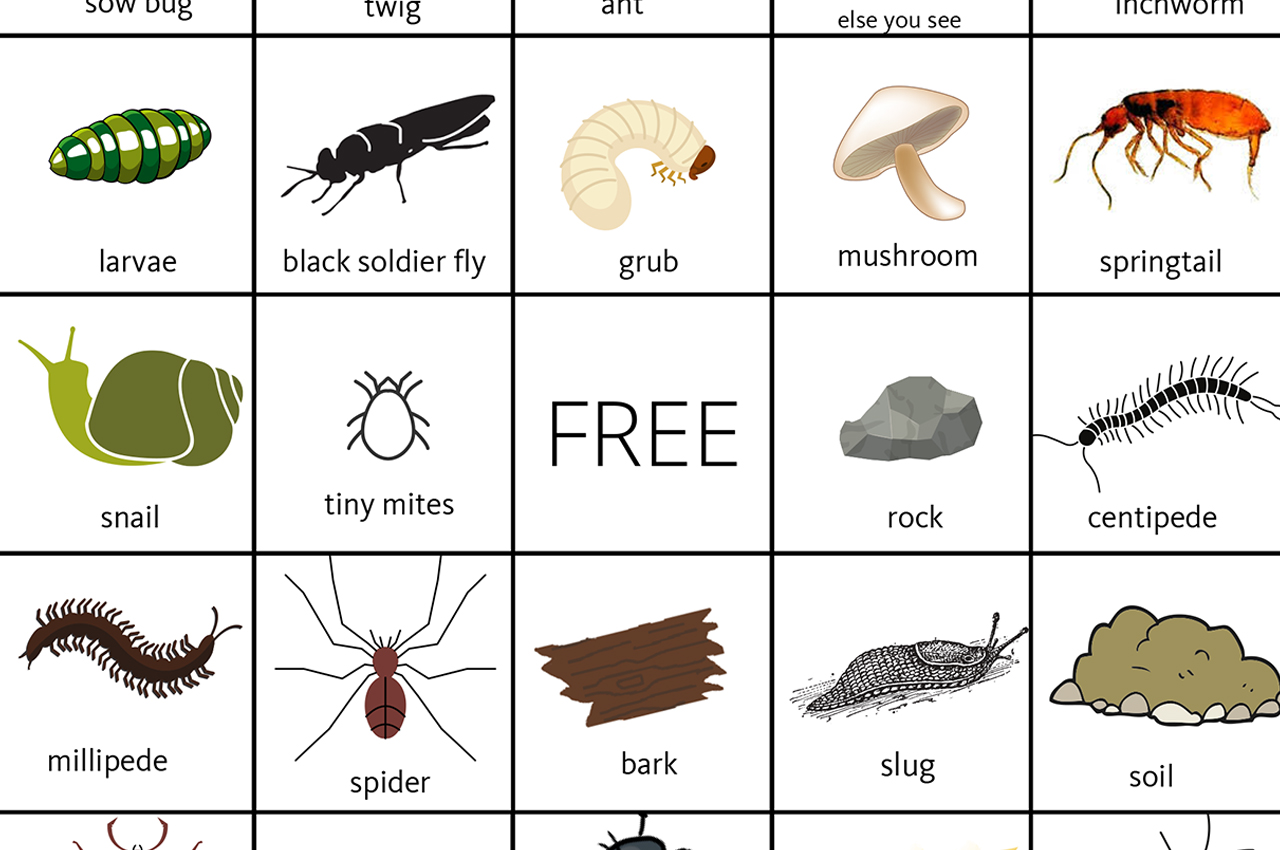 Pictures from the leaf litter bingo game (millipede, spider beetle, worm, earwig, etc.)