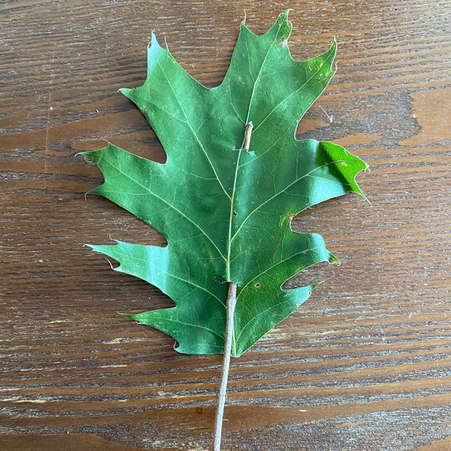 A leaf with a stick woven through the center.