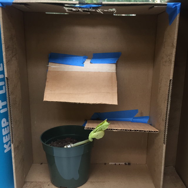 Plant in a box with cardboard slats, with a cutout to let in sunlight.