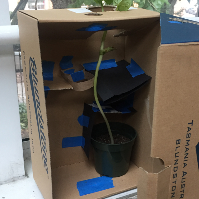 Plant growing through a cardboard box toward the sunlight.
