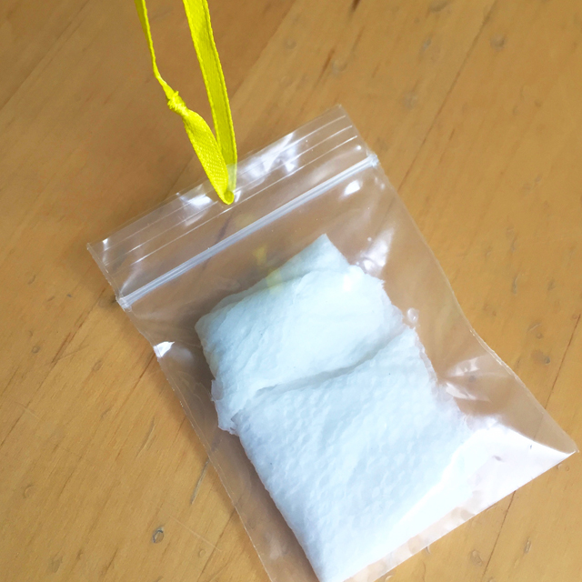 plastic bag containing paper towel and seeds