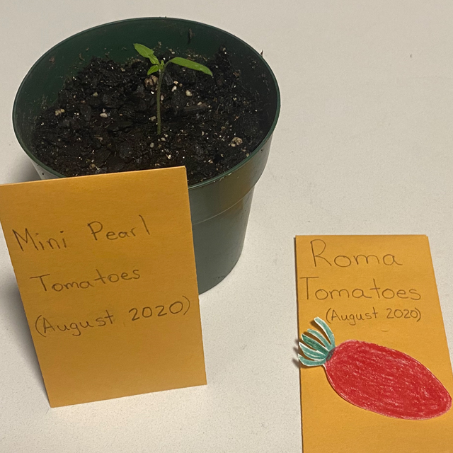 Seed envelope, along with a tomato seedling.