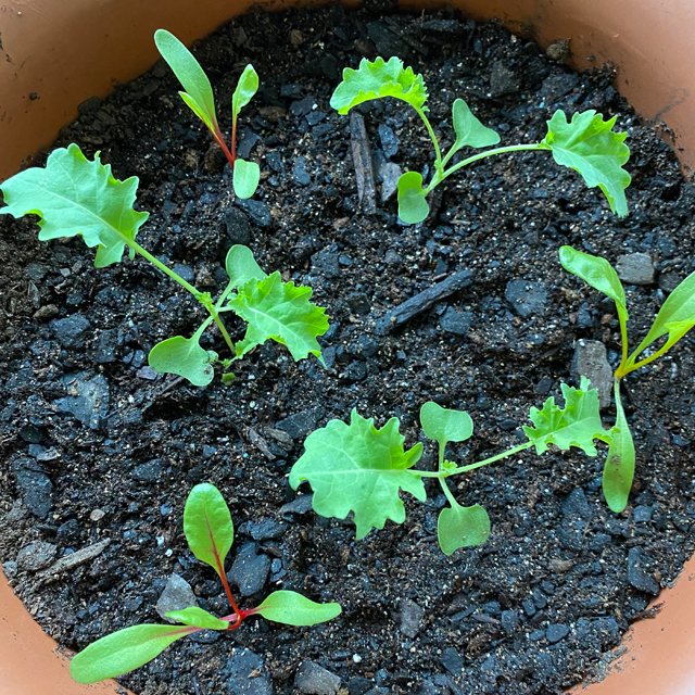 seedlings in a pot