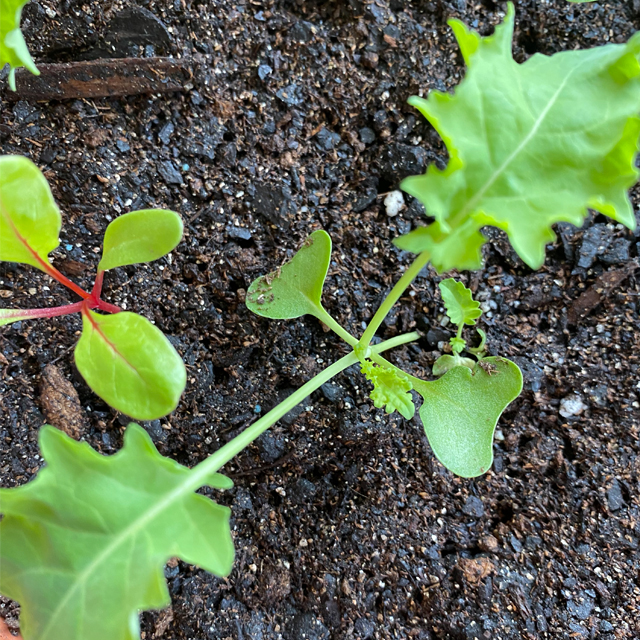 close up of kale and chard seedlings in a pot