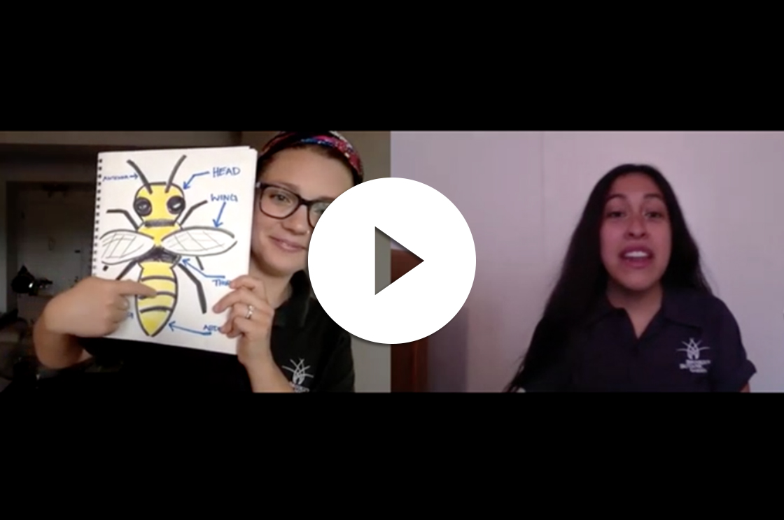 Screen shot of a video lesson about insects with Emily and Ashley