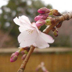 Prunus ‘Accolade’ First Bloom