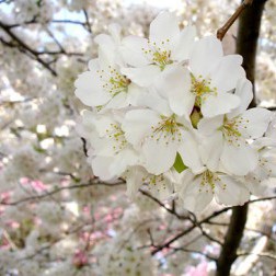 Prunus × yedoensis ‘Akebono’ First Bloom