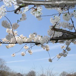 Prunus × yedoensis ‘Akebono’ Peak Bloom