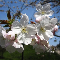 Prunus ‘Ariake’ First Bloom