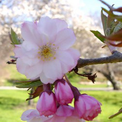 Prunus × subhirtella ‘Jugatsu-zakura’ First Bloom