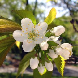 Prunus × dawyckensis First Bloom