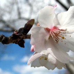Prunus ‘Fudan-zakura’ First Bloom