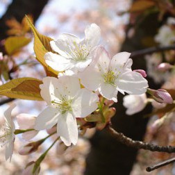 Prunus ‘Hata-zakura’ First Bloom