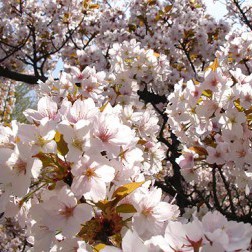 Prunus ‘Hata-zakura’ Peak Bloom