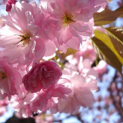 Prunus ‘Kanzan’ First Bloom