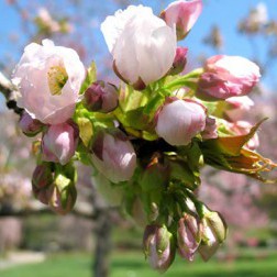Prunus ‘Ojochin’ First Bloom
