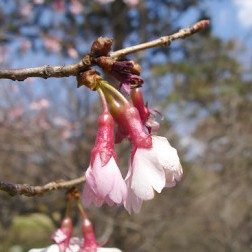 Prunus × incam ‘Okame’ First Bloom
