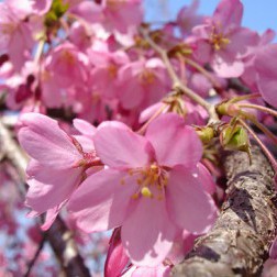 Prunus pendula ‘Pendula Rosea ’ First Bloom